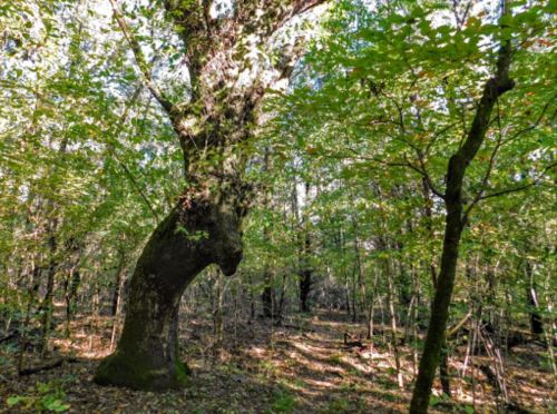 A unique tree with a curved trunk surrounded by lush green foliage in a dense forest.
