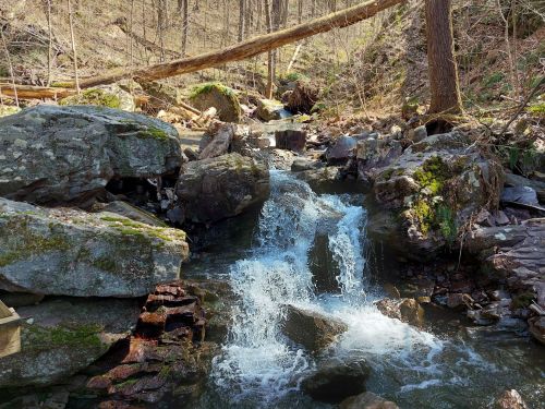 A serene stream flows over rocks in a wooded area, with a fallen tree in the background and sunlight filtering through the trees.