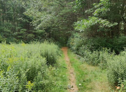 A narrow dirt path winds through lush greenery in a serene forest setting.