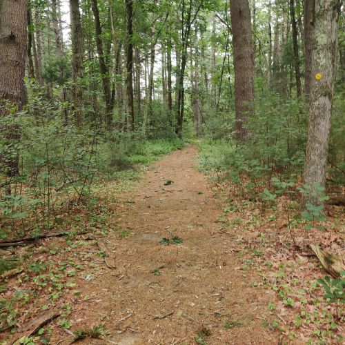 A narrow dirt path winding through a lush green forest with tall trees and scattered foliage.
