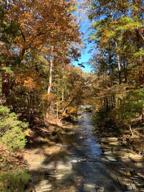 A serene stream flows through a forest with vibrant autumn foliage under a clear blue sky.