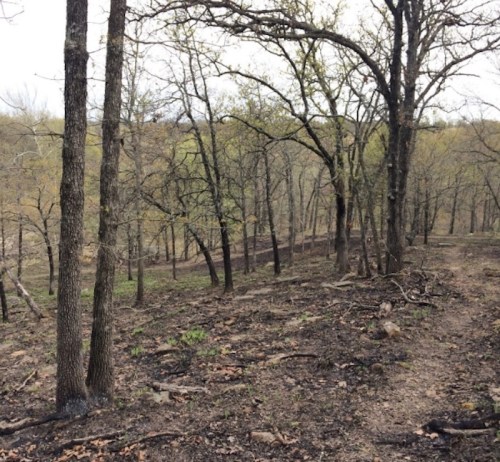 A wooded area with bare trees and rocky ground, showing signs of recent fire damage and new growth.