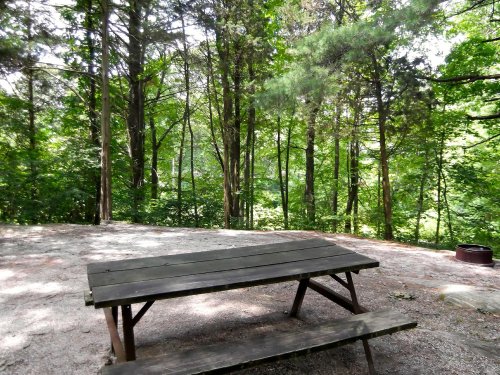 A wooden picnic table in a serene forest clearing surrounded by tall trees and greenery.