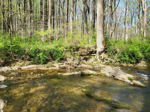 A serene forest scene with a clear stream flowing over rocks, surrounded by lush greenery and tall trees.