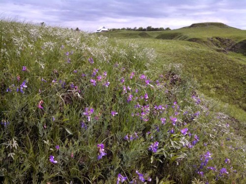A lush green landscape with vibrant purple wildflowers and rolling hills under a cloudy sky.
