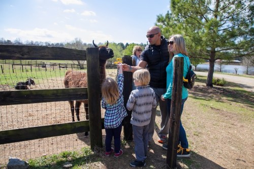 A family interacts with a cow at a farm, with children reaching over a fence to feed it. Trees and a lake are in the background.