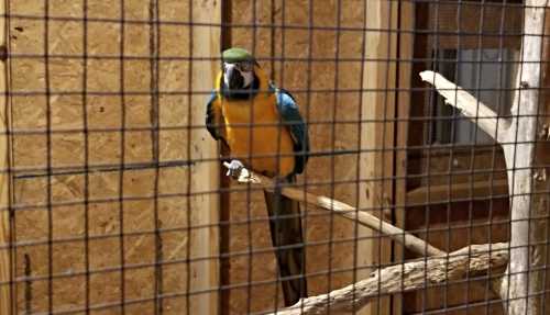 A colorful parrot perched on a branch inside a cage, with a wooden background and wire mesh in the foreground.