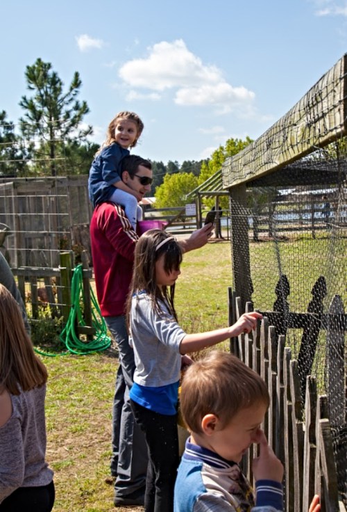 A man holds a girl on his shoulders while children interact with a fence at a farm or petting zoo.