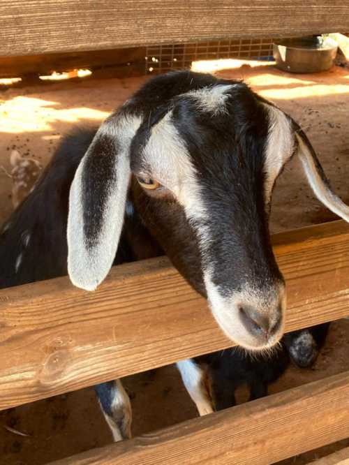 A close-up of a black goat with white markings, peering through wooden slats in a barn.