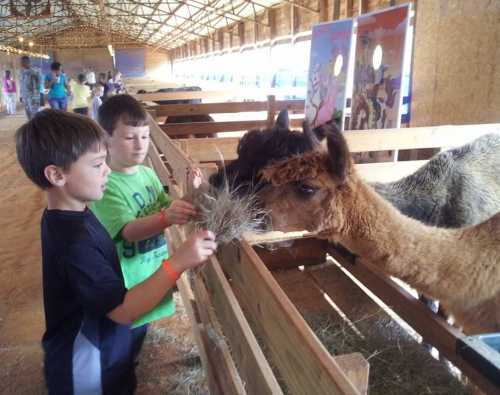 Two boys feed hay to a friendly camel in a barn filled with animals and visitors.