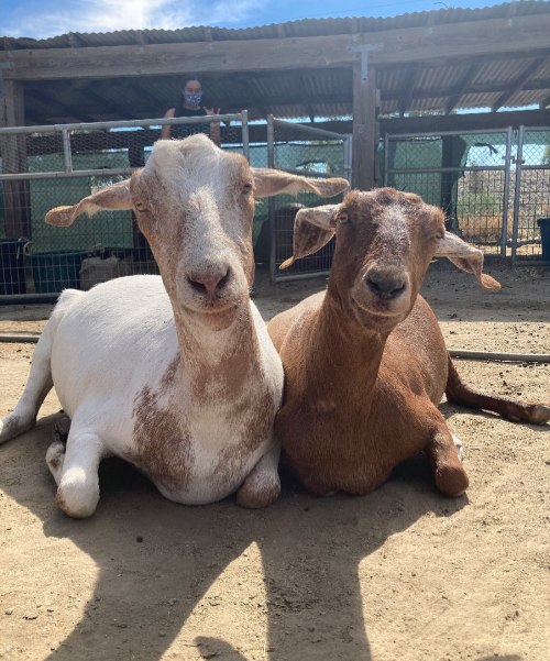 Two goats, one white with brown spots and one solid brown, sit together on sandy ground in a farm setting.