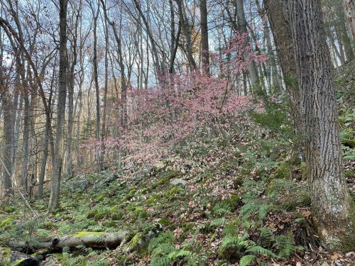 A vibrant pink flowering bush amidst a forest of tall trees and lush green ferns.