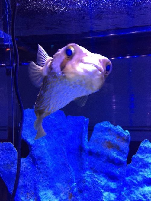 A pufferfish swimming in a blue-lit aquarium, with rocky decor in the background.