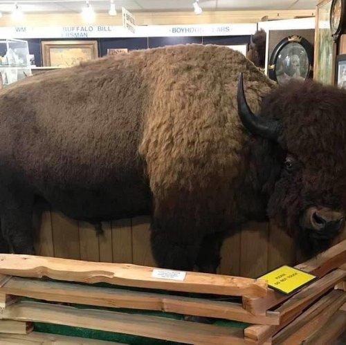 A mounted bison displayed in a wooden enclosure at a museum or exhibit.