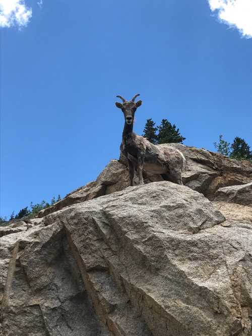 A mountain goat standing on a rocky outcrop against a clear blue sky.