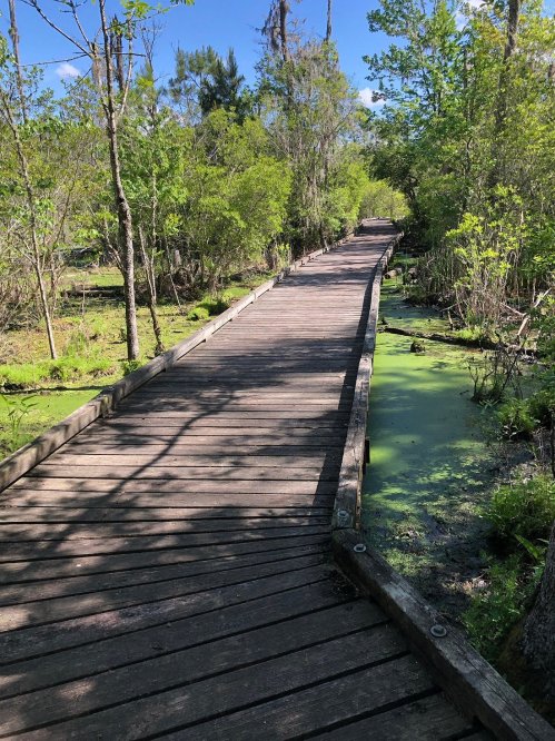 A wooden boardwalk winding through a lush, green wetland with trees and a small, algae-covered waterway.