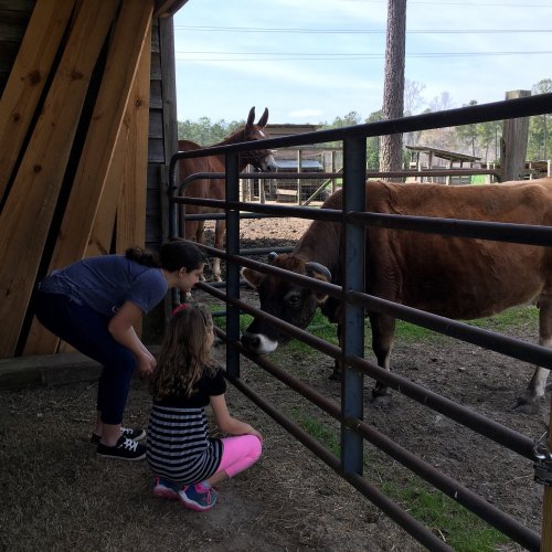 Two children interact with a cow at a farm, while another horse is visible in the background near a wooden barn.