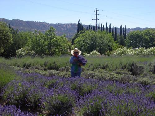 A person in a wide-brimmed hat stands in a lavender field, holding a bouquet of lavender under a clear blue sky.