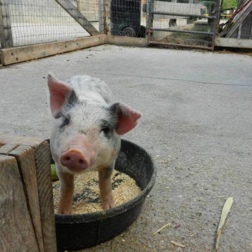 A small pig with a pink snout and gray fur stands near a feeding bowl in a farmyard setting.