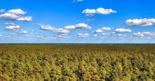 A vast green forest stretches under a bright blue sky dotted with fluffy white clouds.