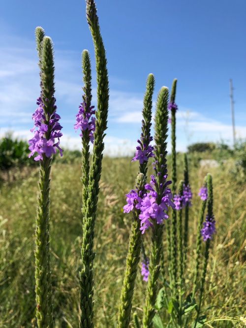 Tall green stems with clusters of purple flowers against a blue sky and grassy background.