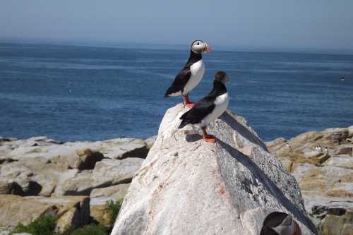 Two puffins perched on a rocky outcrop by the ocean, with a clear blue sky and water in the background.