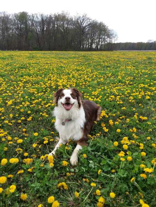 A happy dog sits in a field of bright yellow dandelions, surrounded by green grass and trees in the background.