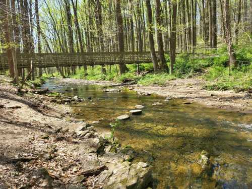 A serene forest scene featuring a clear stream with rocks and a wooden bridge overhead, surrounded by lush greenery.