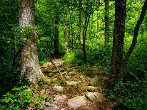 A serene forest path lined with rocks, surrounded by lush green trees and foliage. Sunlight filters through the leaves.