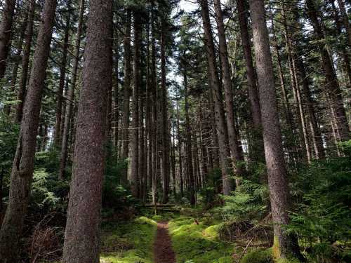 A serene forest path surrounded by tall trees and lush green moss, inviting exploration and tranquility.