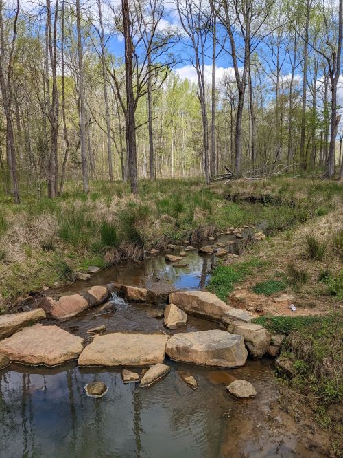 A serene forest scene featuring a small stream with rocks, surrounded by trees and greenery under a blue sky.