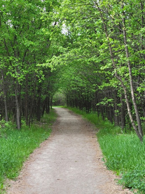 A serene dirt path winds through a lush green forest, framed by trees and vibrant foliage on either side.