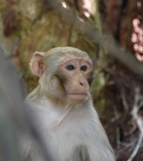 A close-up of a monkey's face, featuring expressive eyes and a neutral expression, surrounded by natural foliage.