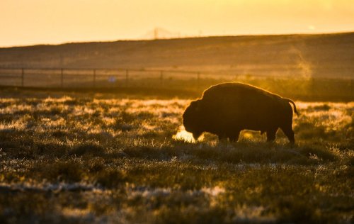 A silhouette of a bison grazing in a field at sunrise, with mist rising in the cool morning air.