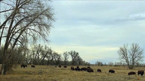 A herd of bison grazes in a grassy field, surrounded by sparse trees under a cloudy sky.