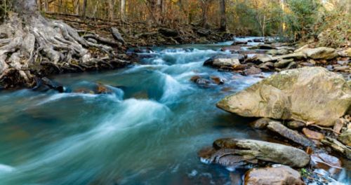 A serene river flows through a wooded area, with smooth stones and tree roots visible along the banks.