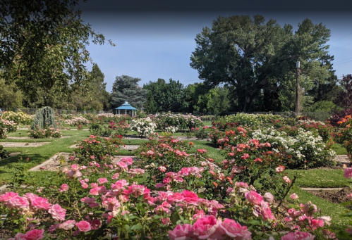 A vibrant rose garden filled with blooming pink and white roses, featuring a gazebo in the background under a clear sky.