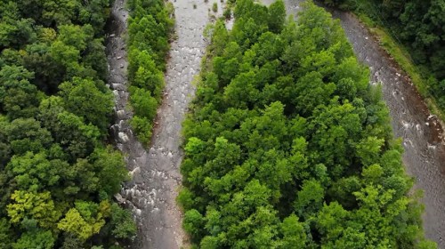 Aerial view of a lush green forest with a winding river and rocky riverbed.