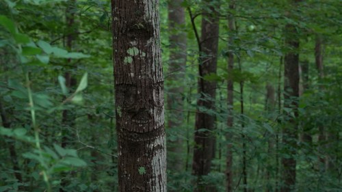 A tree in a forest with a carved face, surrounded by lush green foliage.