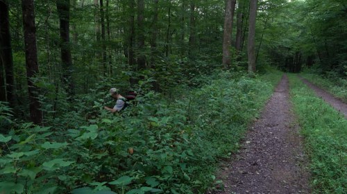 A person sits among lush greenery in a forest, with a dirt path winding through the trees.