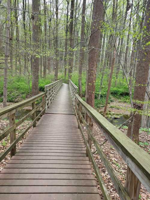 A wooden bridge leads through a lush green forest, surrounded by trees and foliage.