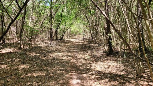 A narrow dirt path winding through a lush, green forest with trees on either side. Sunlight filters through the leaves.