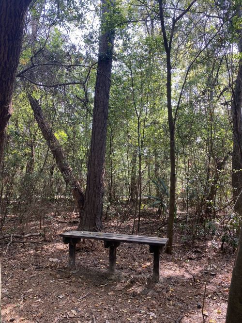 A wooden bench in a serene forest surrounded by tall trees and dense greenery.