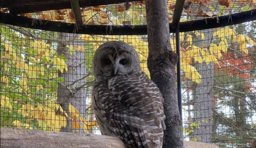 A barred owl perched on a branch inside a cage, surrounded by autumn foliage and trees.