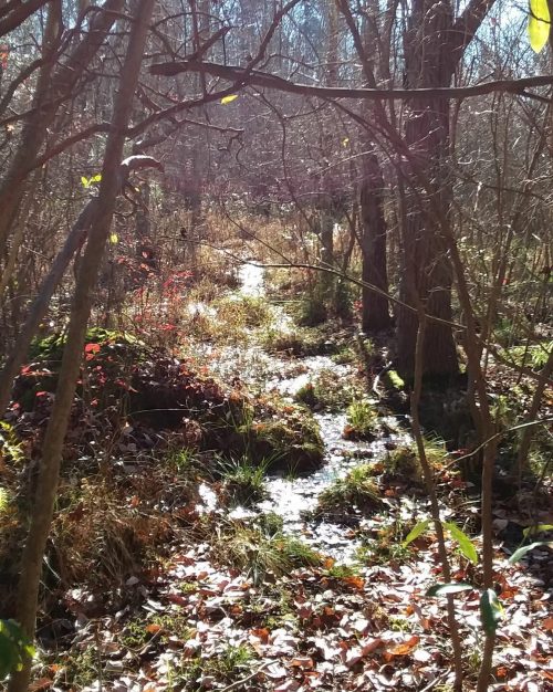 A sunlit forest scene with a small stream winding through trees and fallen leaves.