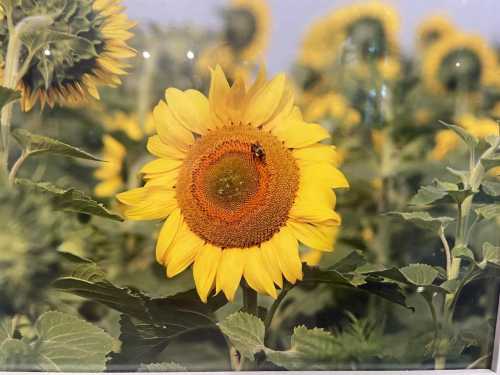 A close-up of a vibrant sunflower with a bee on its center, surrounded by a field of sunflowers.