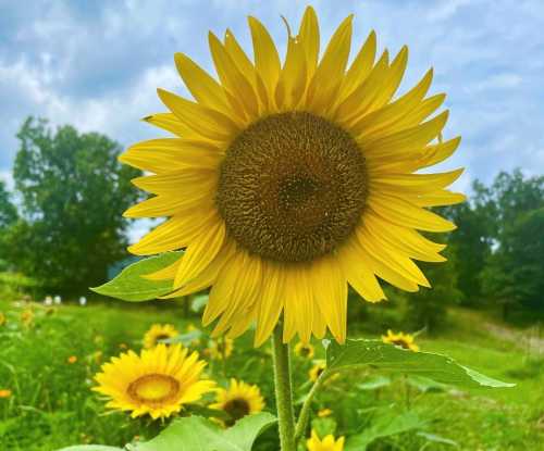 A vibrant sunflower stands tall against a cloudy sky, surrounded by a field of blooming sunflowers.