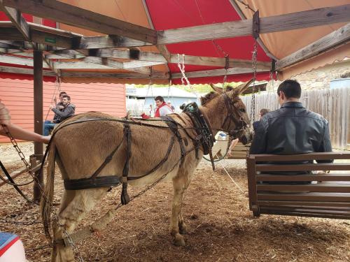 A donkey is harnessed under a shaded area, with people sitting nearby in a casual outdoor setting.