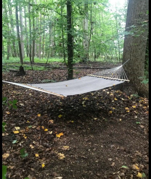 A hammock suspended between two trees in a forest, surrounded by green foliage and fallen leaves on the ground.