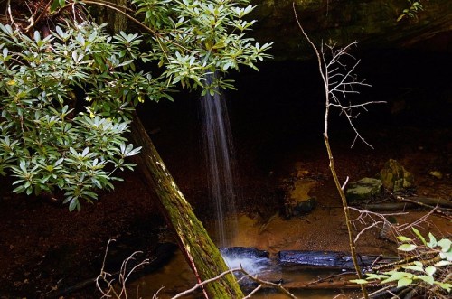 A small waterfall cascades over rocks, surrounded by lush greenery and tree branches in a serene forest setting.